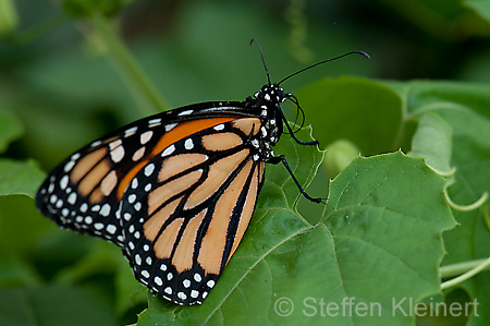 119 Monarch - Danaus plexxipus